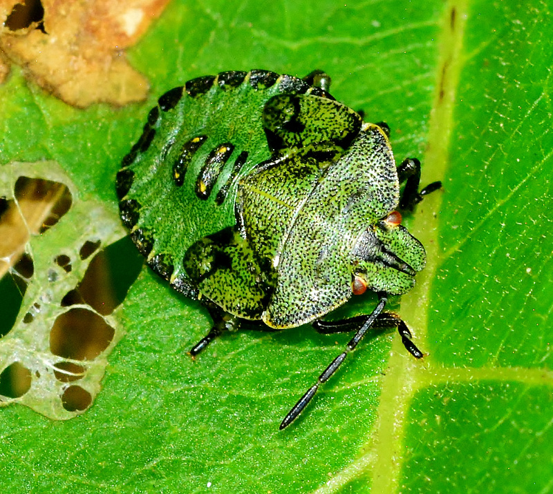 Shieldbug