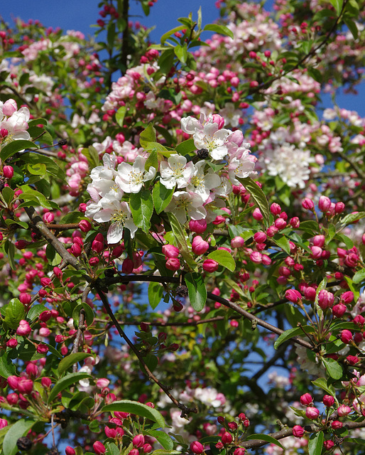 Apple blossom, Ludford Memorial Meadow