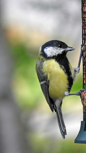 Great tit