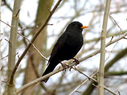 Herr Amsel singt gleich.
