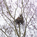 Owl family, safely distant