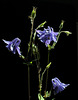 Blaue Akelei (Aquilegia vulgaris)