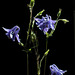 Blaue Akelei (Aquilegia vulgaris)
