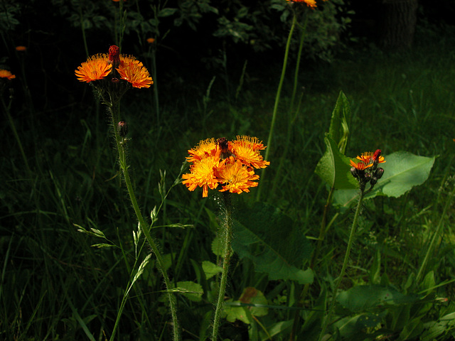 Orangerote Habichtskraut (Hieracium aurantiacum)