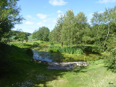 June sunny morning by the pond