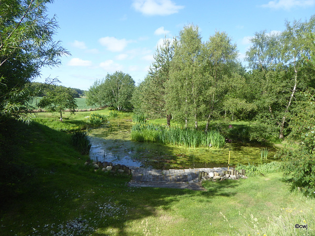 June sunny morning by the pond