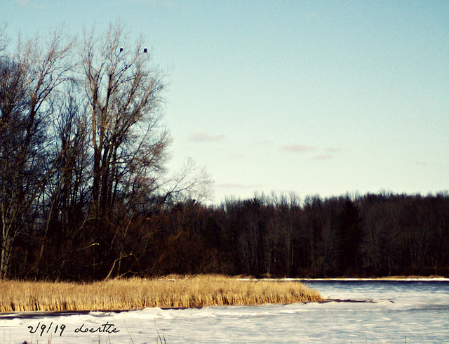 Two small black dots are Bald Eagles...