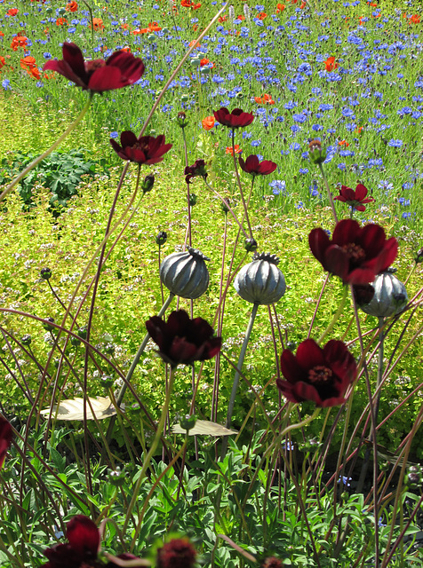 Crimson poppies...