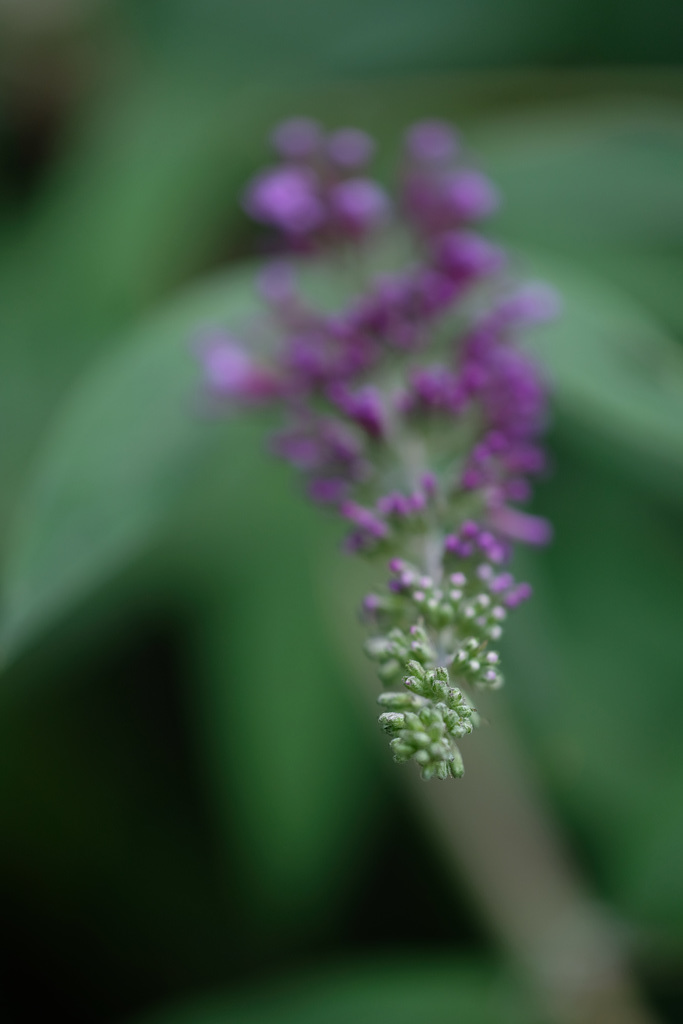 DSCF3007