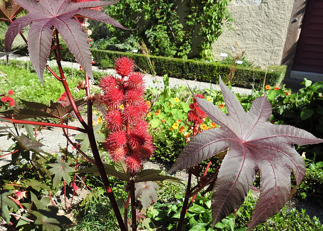 Ricinus communis