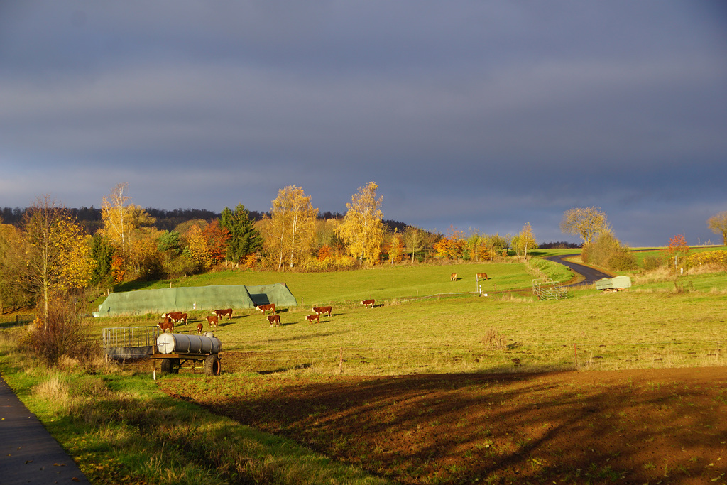 Sonnenschein am Morgen