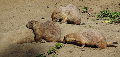 20190901 5591CPw [D~VR] Schwarzschwanz-Präriehund, Vogelpark Marlow