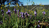 Linaria amethystea, Lamiales