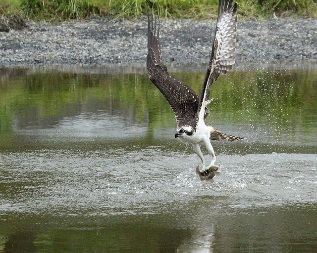 osprey / balbuzard pêcheur