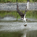 osprey / balbuzard pêcheur