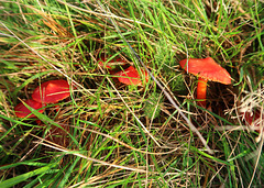 Scarlet Waxcap