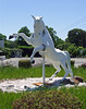 Horse at Casa Basso, July 2011