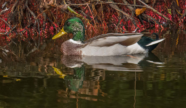 Mallard