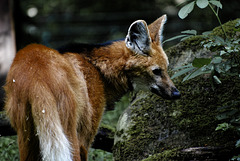Tiergarten Nürnberg, 30.07.2023