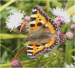 IMG 0594 Painted Lady