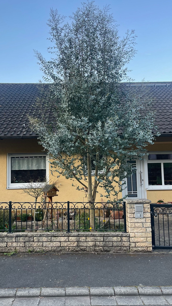 Eucalyptus gunnii
