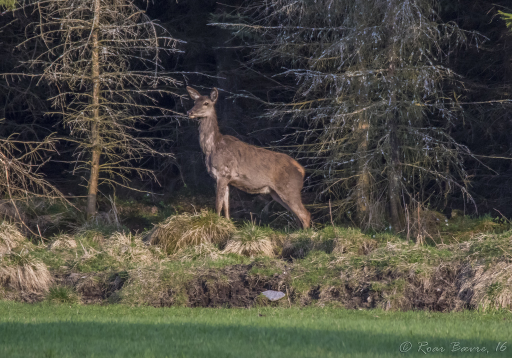 Red deer