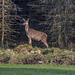 Red deer