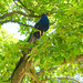 Herr Pfau im Baum