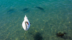 150731 Vevey cygne poissons