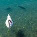 150731 Vevey cygne poissons