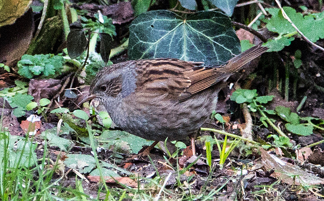 20150123 6575VRAw [D~RI] Heckenbraunelle (Prunella modularis), Rinteln