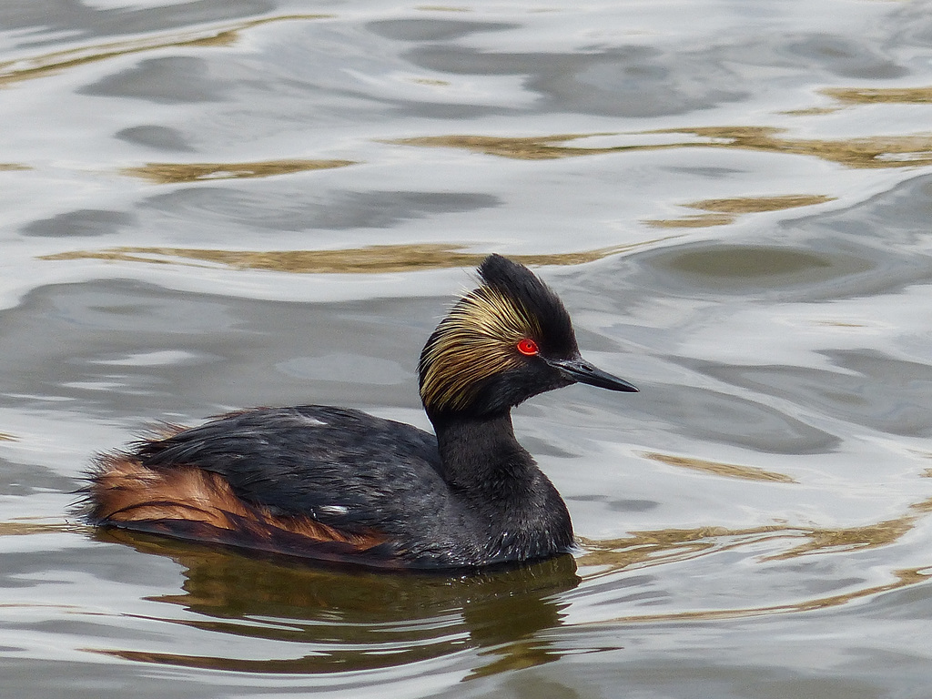 Eared Grebe