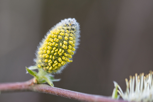 Pussy Willow-DSA 2444