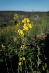 Linaria spartea, Lamiales