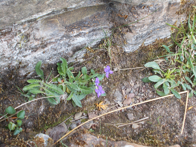 wcl - more flowers