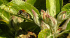 20210426 0081CPw [D~LIP] Langhornbiene (Eucera nigrescens), Apfelbaum (Cox Orangen-Renetter Malus), Apfelblütenknospe, Bad Salzuflen