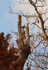 Goose in a tree