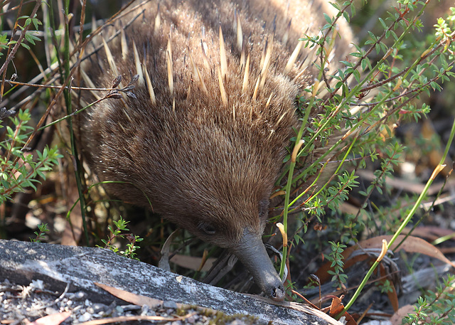 Short-beaked Echidna on Donaghy's Hill