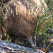 Short-beaked Echidna on Donaghy's Hill