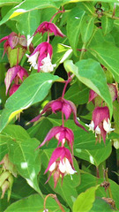 Japanese honeysuckle