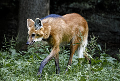 Tiergarten Nürnberg, 30.07.2023