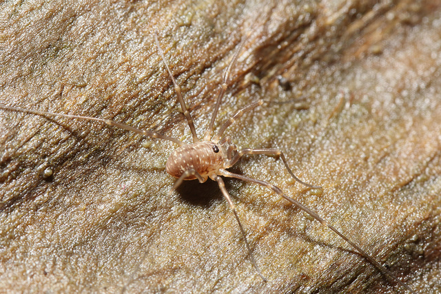 2023-12-22-11.53.42 ZS retouchedharvestman