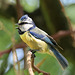 EOS R7 Peter Harriman 12 07 54 12724 blueTit dpp