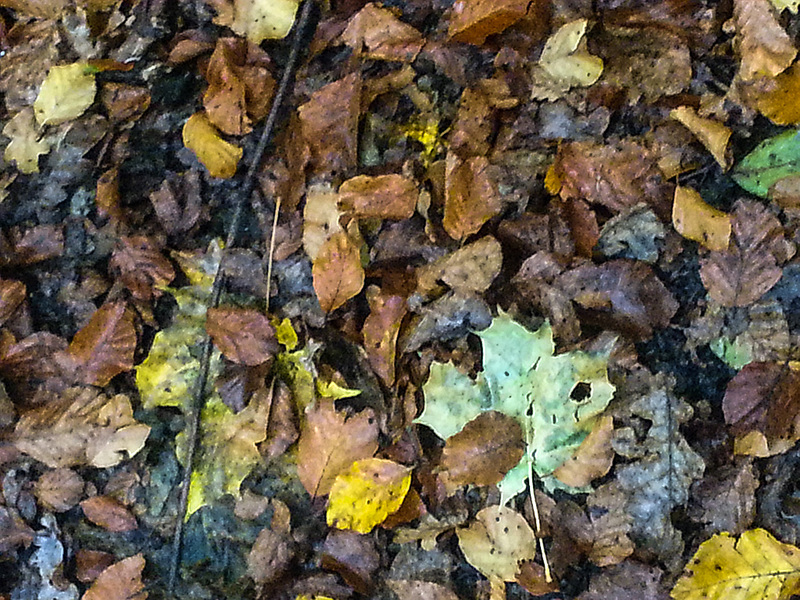 20141103 1024Hw [D~SHG] Herbstlaub, Wesergebirge, Rinteln