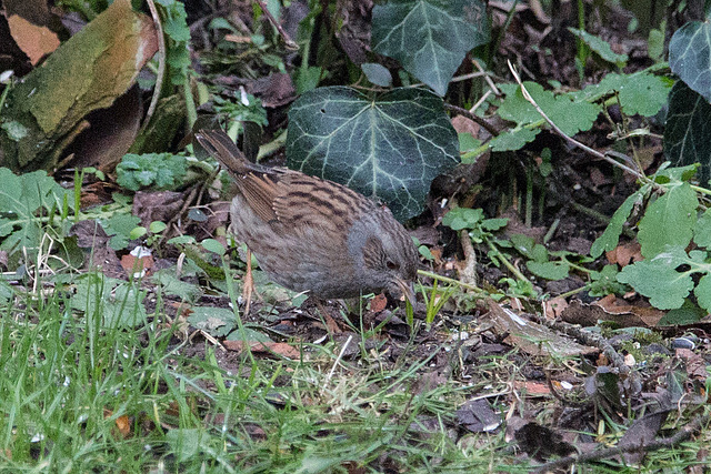 20150123 6579VRAw [D~RI] Heckenbraunelle (Prunella modularis), Rinteln