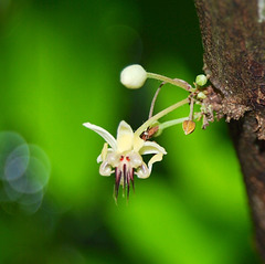 Fleur de Cabosse