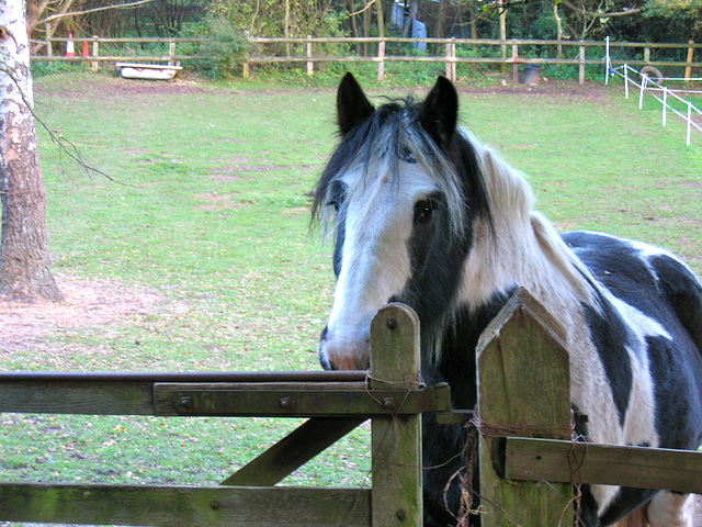 Friendly chap near New House Farm