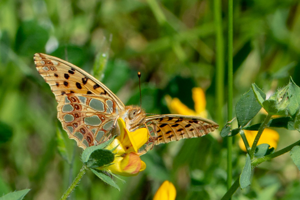 Queen of Spain Fritillary-DSA 7342