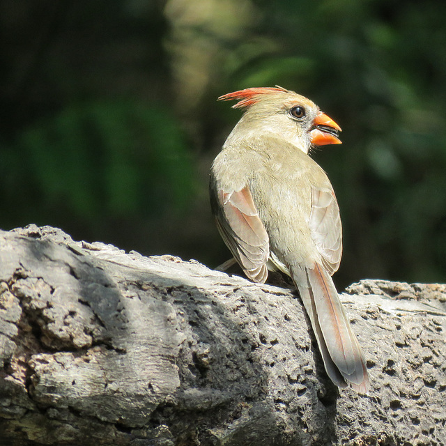 Day 6, Cardinal female Day 6, Cardinal female