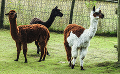 20190901 5593CPw [D~VR] Alpaka (Lama pacos oder Vicugna pacos), Vogelpark Marlow